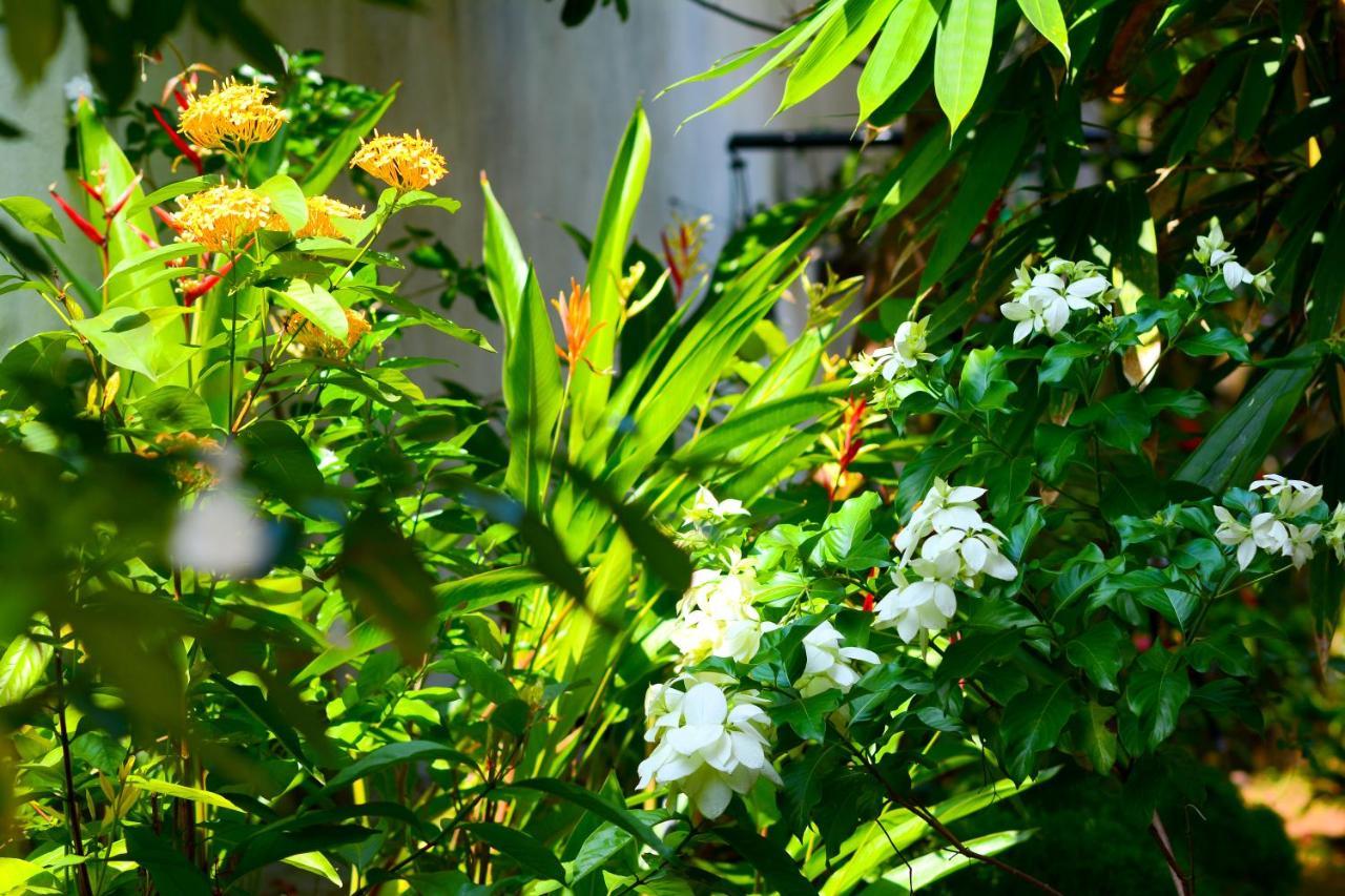 גאלה Palm Garden Guest House מראה חיצוני תמונה